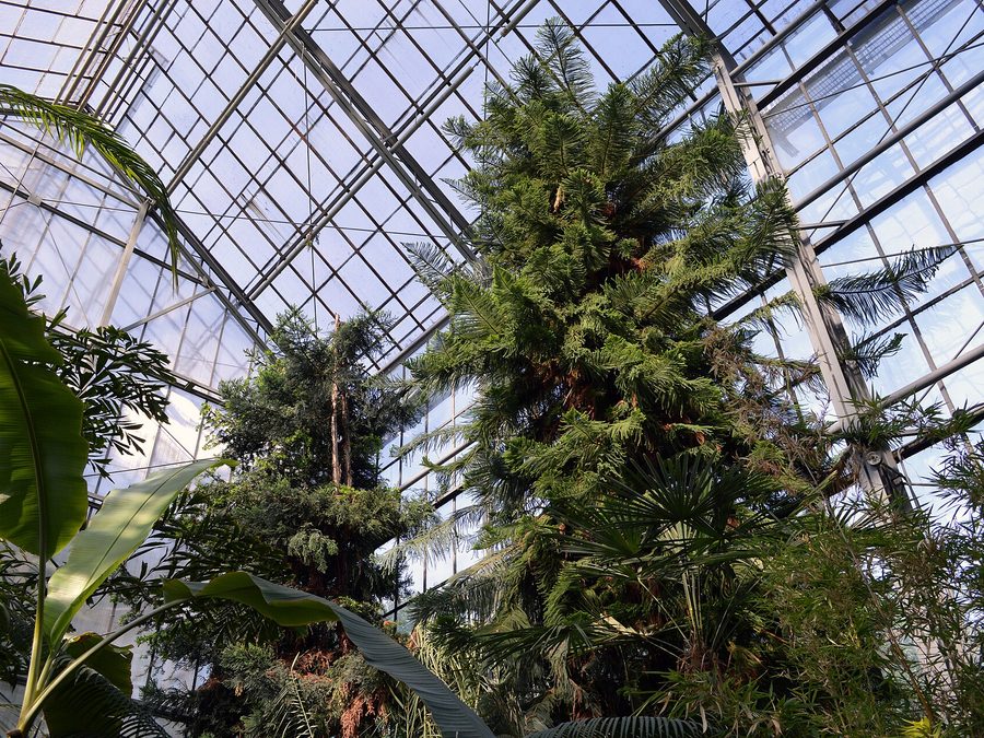 Serre du jardin botanique de Cluj-Napoca